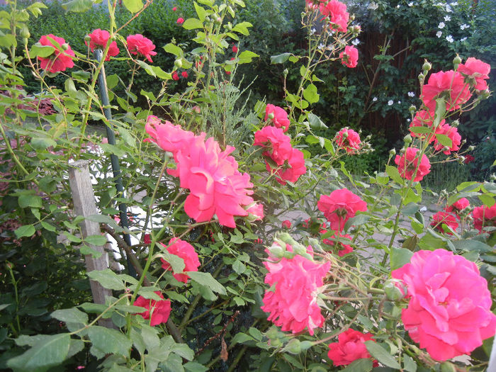 Rose Blaze (2014, May 24)