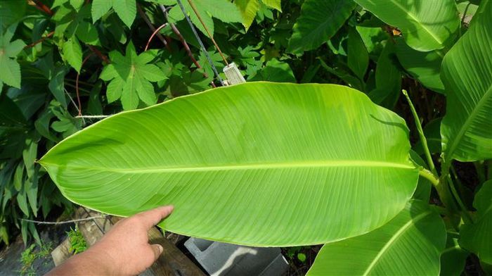 Canna Tuerckheimii - ao-alte seminte rare