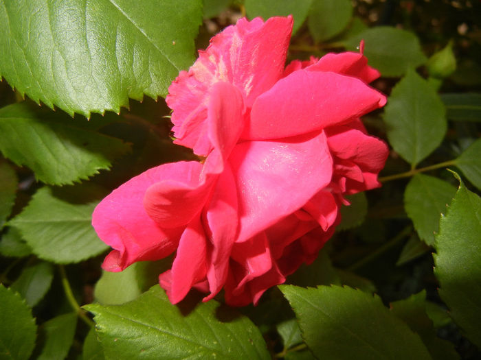 Rose Blaze (2014, May 24)