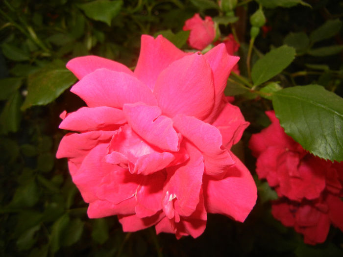 Rose Blaze (2014, May 24)