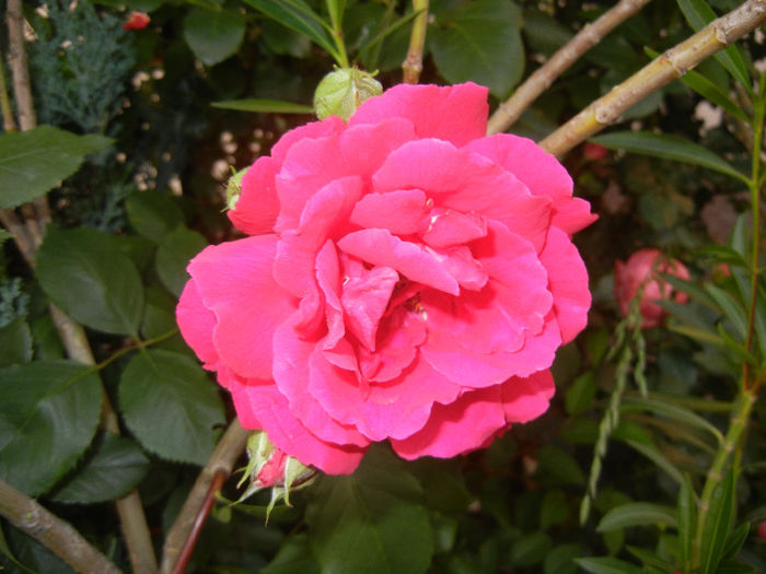 Rose Blaze (2014, May 24)