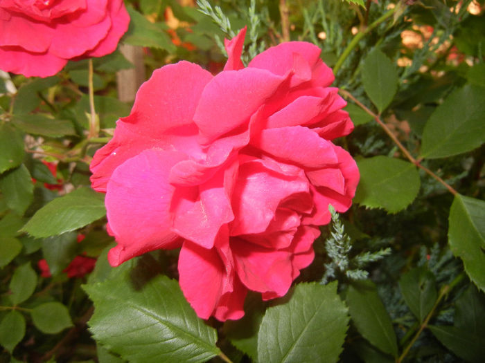 Rose Blaze (2014, May 24)