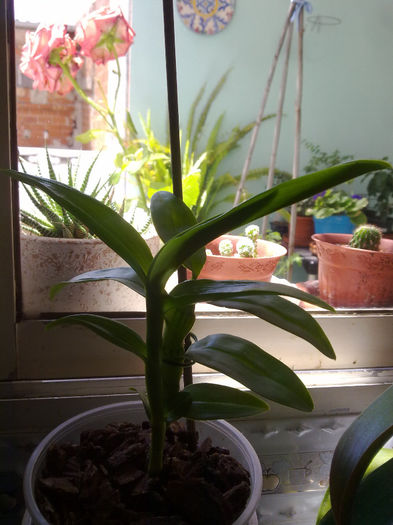 mama si puiul de dendrobium - balcon 2014