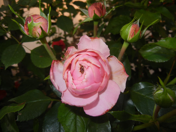 Rose Louise Odier (2014, May 24)
