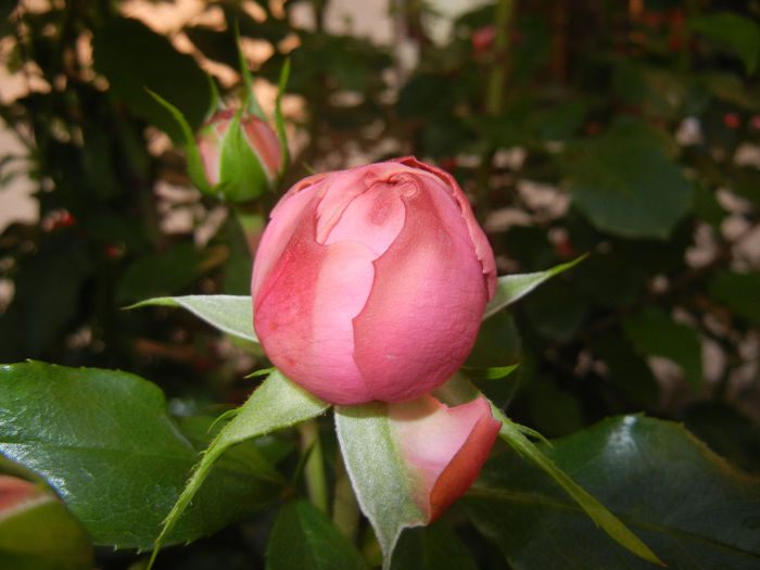 Rose Louise Odier (2014, May 24)