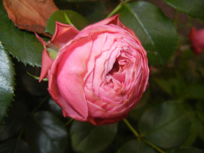 Rose Louise Odier (2014, May 24)