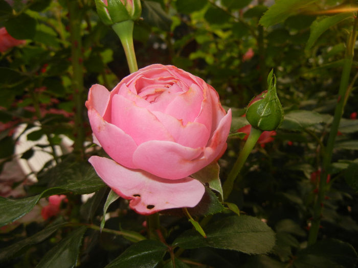 Rose Louise Odier (2014, May 24)
