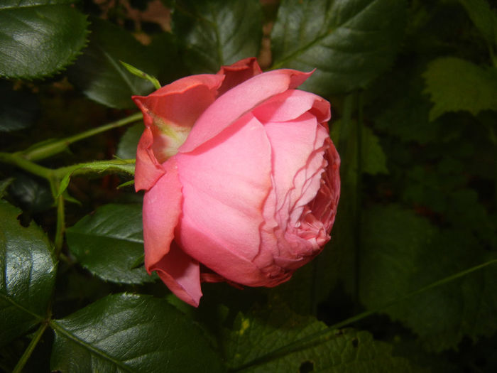 Rose Louise Odier (2014, May 24)