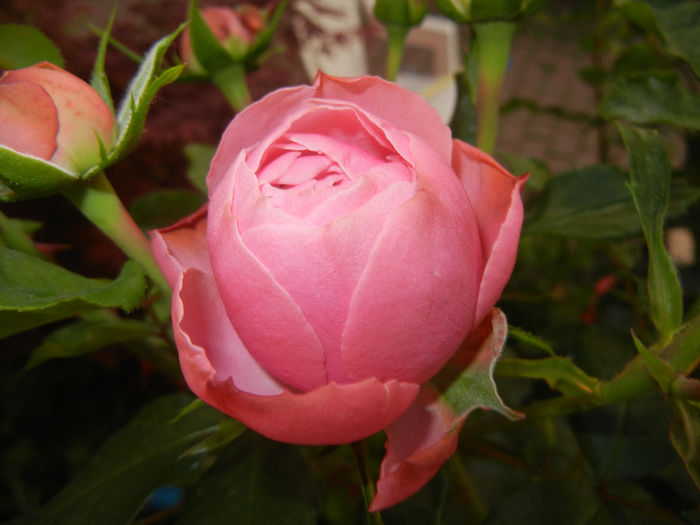 Rose Louise Odier (2014, May 24)