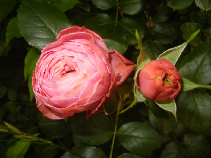 Rose Louise Odier (2014, May 24)