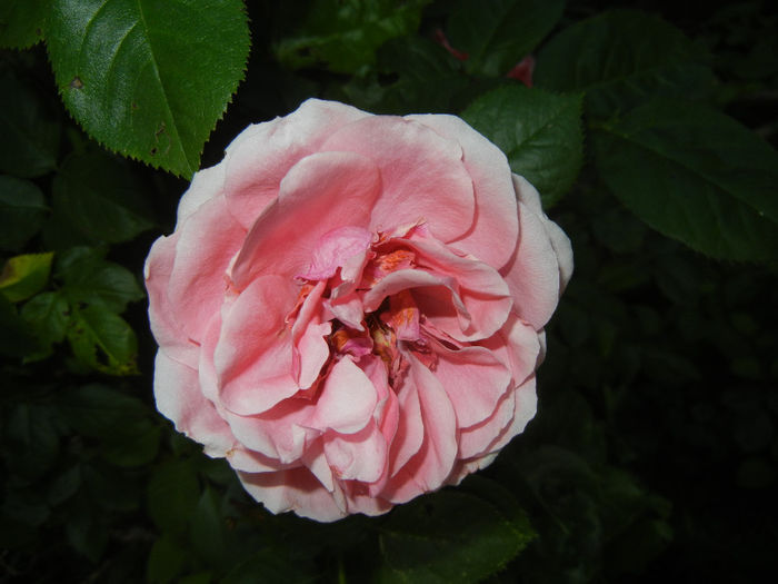 Rose Pleasure (2014, May 24)