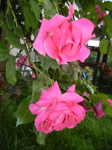 Rose Parade (2014, May 24)