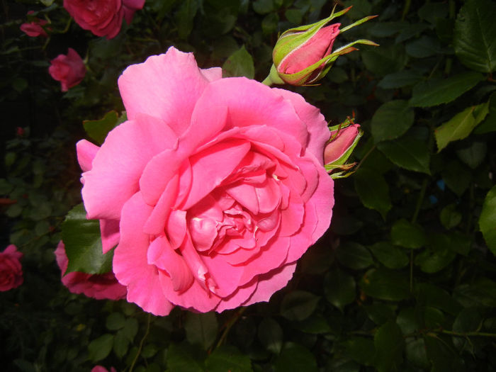 Rose Parade (2014, May 24)