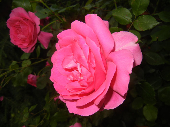 Rose Parade (2014, May 24)