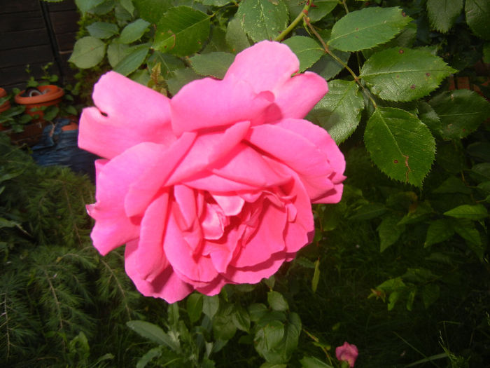 Rose Parade (2014, May 24)