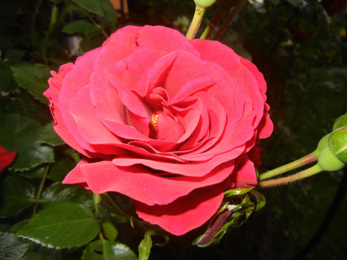 Rose Blaze Superior (2014, May 24) - Rose Blaze Superior