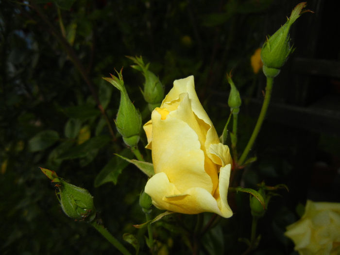 Rose Golden Showers (2014, May 24)
