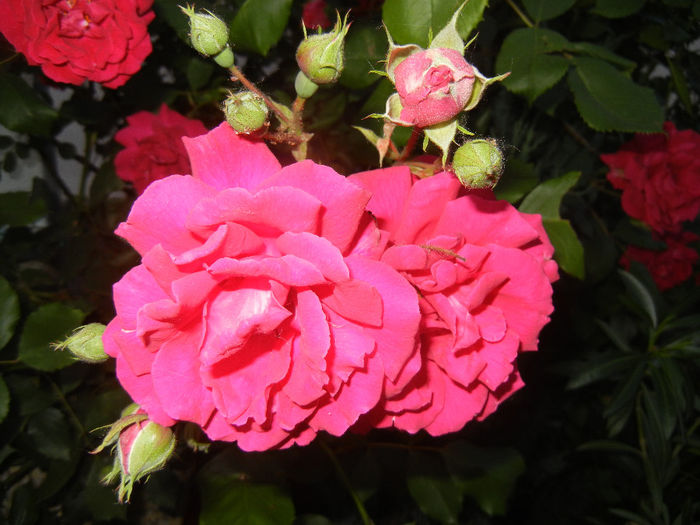 Rose Blaze (2014, May 26)