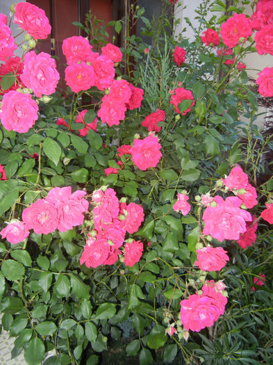 Rose Blaze (2014, May 26)