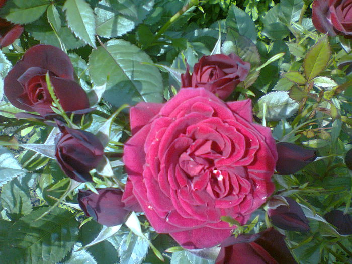 Fotografie1425/pitic rosu-grena - gradina 2014 trandafiri