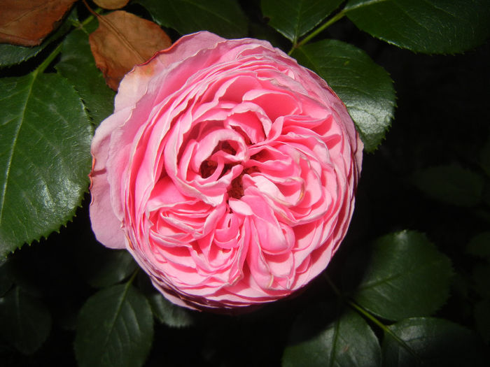 Rose Louise Odier (2014, May 26)