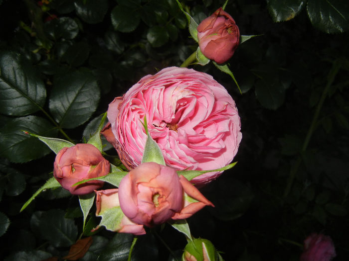 Rose Louise Odier (2014, May 26)