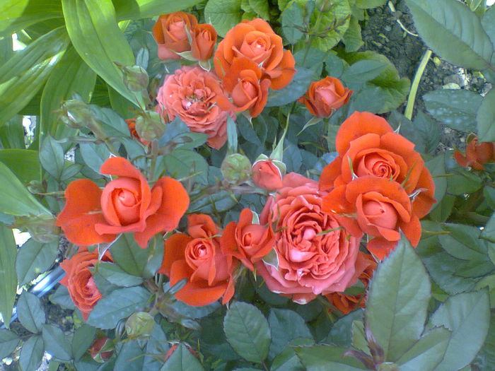 fotografie1427 / pitic portocaliu - gradina 2014 trandafiri