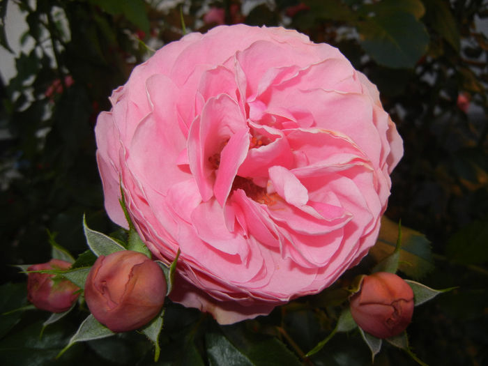 Rose Louise Odier (2014, May 28)