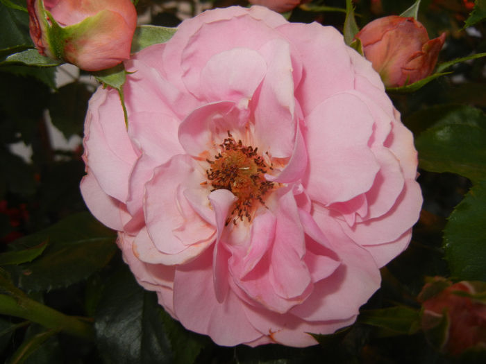 Rose Louise Odier (2014, May 28)
