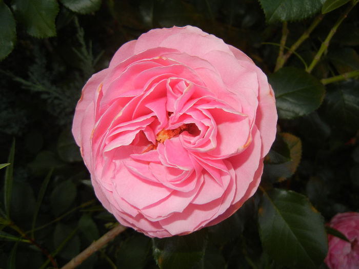 Rose Louise Odier (2014, May 28)