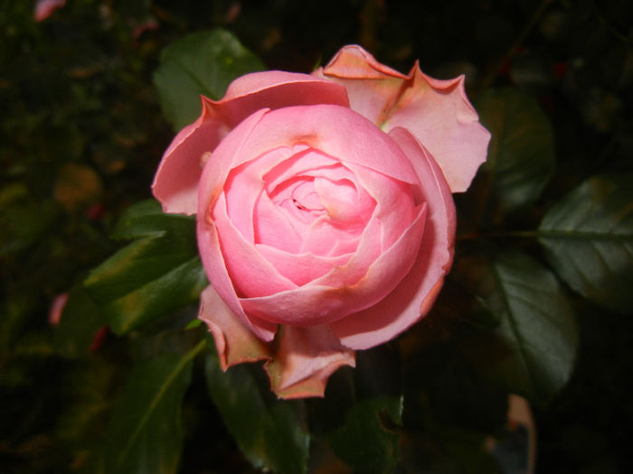 Rose Louise Odier (2014, May 28)