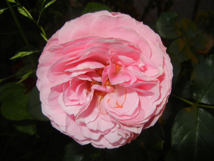 Rose Louise Odier (2014, May 28)