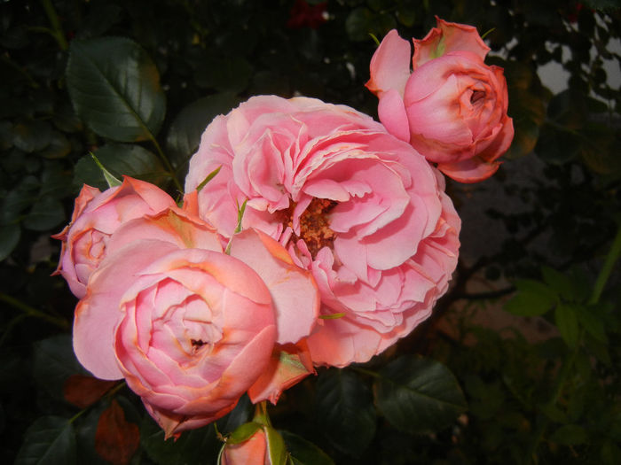 Rose Louise Odier (2014, May 28)