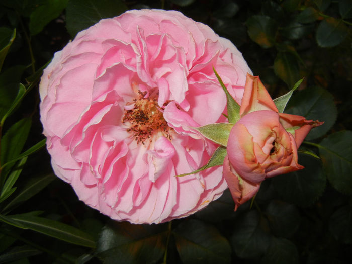 Rose Louise Odier (2014, May 28)
