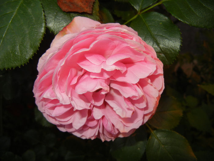 Rose Louise Odier (2014, May 28)