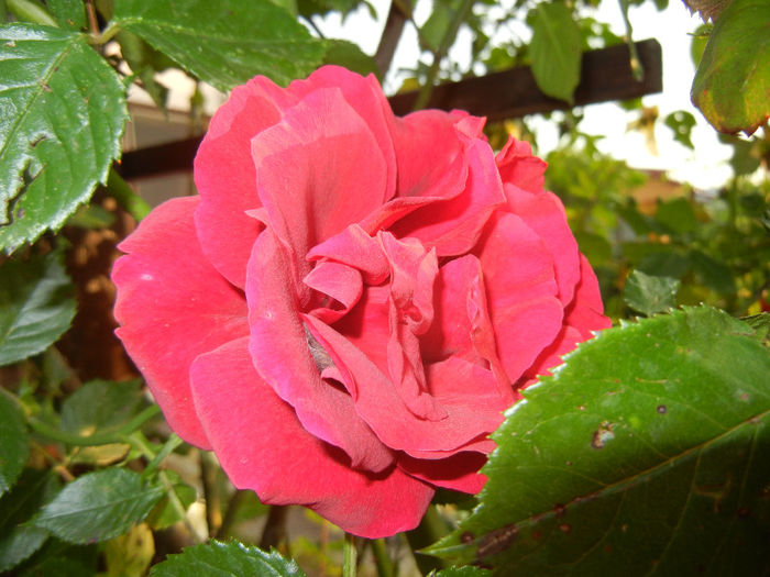 Rose Blaze Superior (2014, May 27) - Rose Blaze Superior