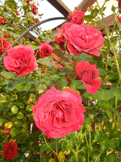 Rose Blaze Superior (2014, May 27) - Rose Blaze Superior