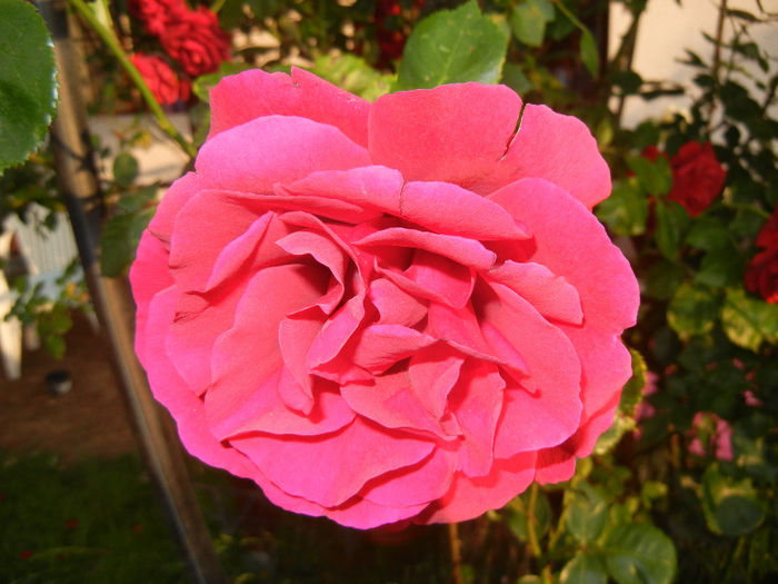 Rose Blaze Superior (2014, May 27)