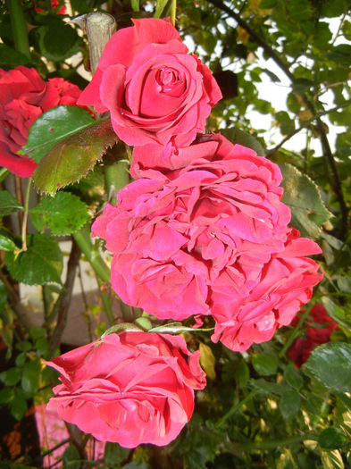 Rose Blaze Superior (2014, May 27) - Rose Blaze Superior