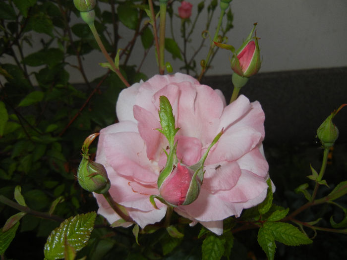 Rose Queen Elisabeth (2014, May 27)