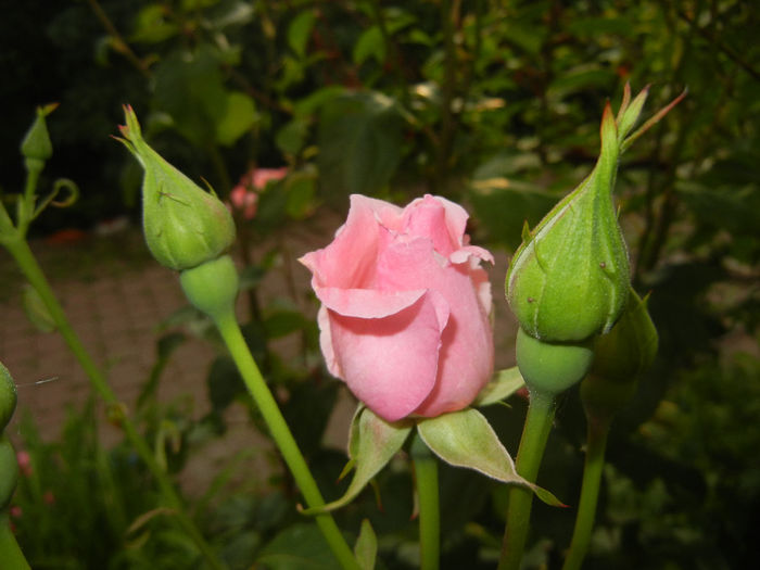 Rose Queen Elisabeth (2014, May 27)