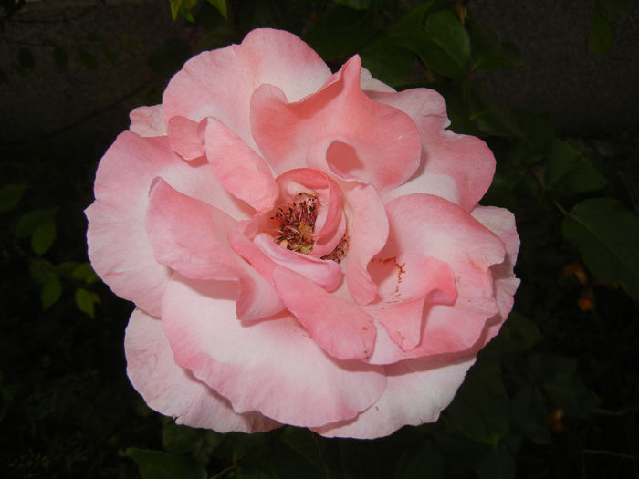 Rose Queen Elisabeth (2014, May 27)