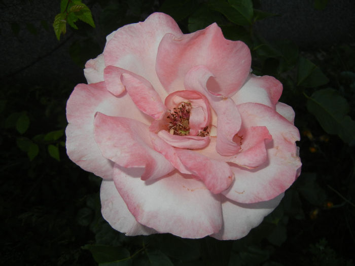 Rose Queen Elisabeth (2014, May 28)