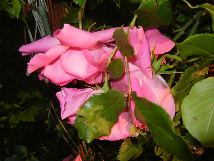 Rose Parade (2014, May 27)