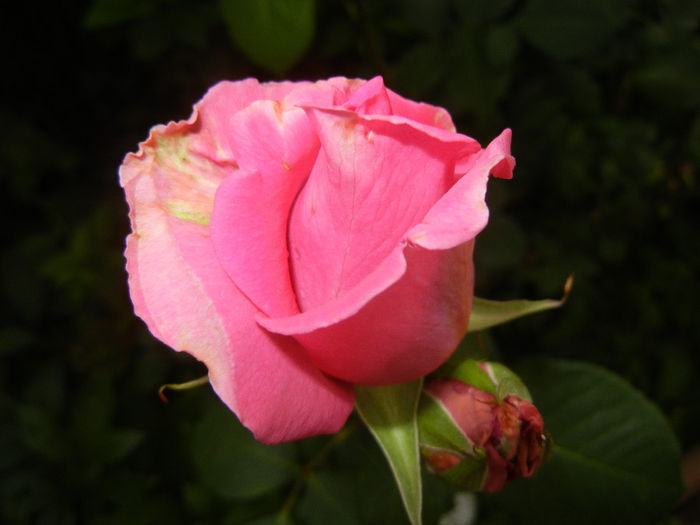 Rose Pink Peace (2014, May 27)