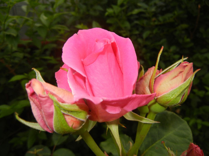 Rose Pink Peace (2014, May 27)