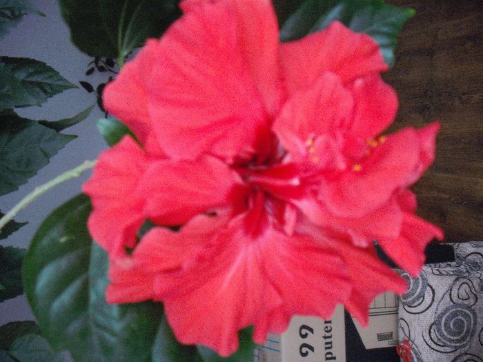 DSCF1222