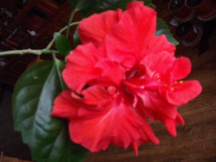 DSCF1225