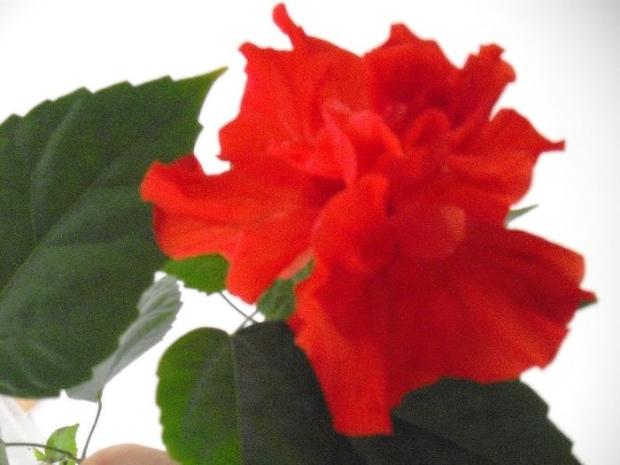 DSCF1232