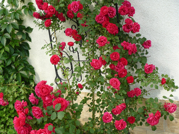 Isi tine bine florile Blaze.. - Gradina rozelor_2014